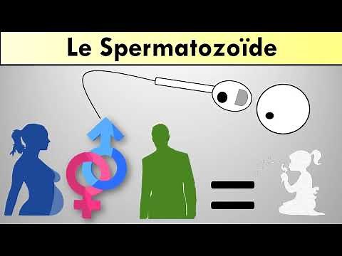 Le spermatozoïde