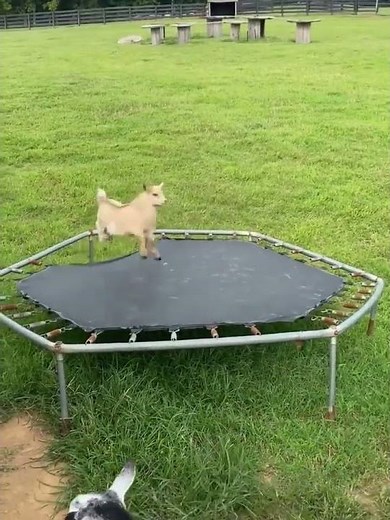 🐐 Crazy Baby Goat Playing Like a Mad Kid 😂❤️