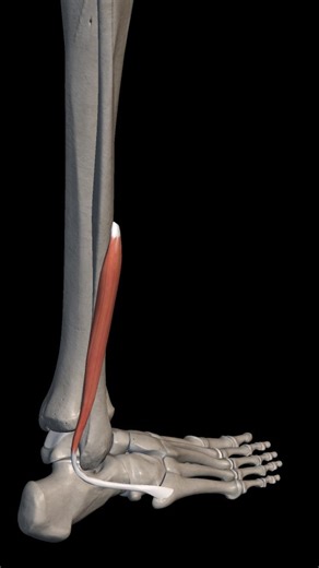 Physiora | Let’s see who really knows anatomy 😏👇 Tag a friend who always gets these wrong 😂 #muscles #anatomyquiz #physiotherapist#anatomy #quiztime | Instagram