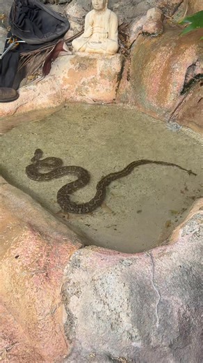 Found this carpet python enjoying a dip in a water feature at Forest Lake 🐍💦 Non-venomous snake and just cooling off, but not the best house guest. Safely removed and relocated back into bushland. #n&ssnakecatcher #SnakeCatcher #SnakeRemoval #CarpetPython #NonVenomous #WildlifeRescue #ReptileRelocation #AussieSnakes #ForestLake #Ipswich #Brisbane #Logan #SEQ #SnakeSeason #BackyardFind #StaySafe | N&S Snake Catcher Ipswich, Brisbane & Logan 0415136941
