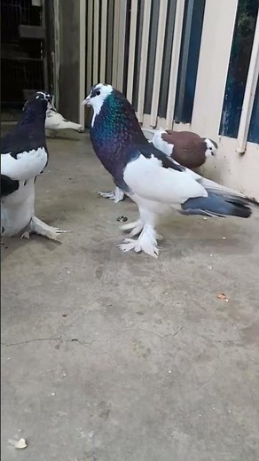 lots of potter pigeon,bahut sare bade kabootar ek sath,big size of kabutar#pigeon #birds