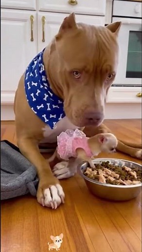 Chihuahua ：A comedic genius in the canine world. I think it deserves an Oscar.#funnydogs