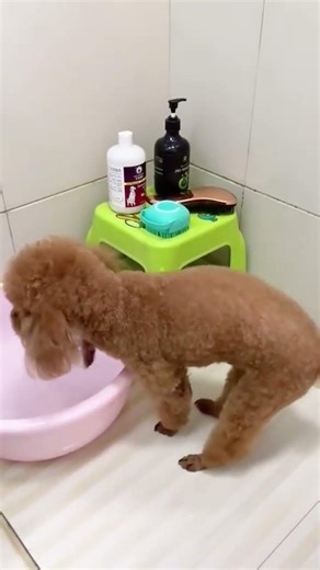 Game Changer for Grooming! Poodle Bath Stool Setup Tour #dogbathtime #poodlegrooming