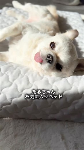 チワワのてんちゃん・たるちゃん☁️ on Instagram: "兄弟でお気に入りの ふわふわベッド︎︎☁ ⁡ 【トゥルースリーパー ペットベッド】 1日の半分以上を 寝て過ごすと言われている ⁡ わんちゃん🐶ねこちゃん🐱 心地よく 気持ち良く おねんねさせてあげたいです🤍ྀི このベッドは人間用トゥルースリーパーシリーズと同じ ⁡ 低反発素材☝️ 体にかかる圧力を分散してくれて ⁡ 睡眠時にかかる体の負担を ⁡ 軽減してくれる設計！ ⁡ カバーも本体も丸洗いOKです！ ⁡ ママも寝てみたけど すごく気持ちいい👍 ̖́-︎♥️ ⁡ 専用クーポンをいただいたので🙇‍♀️ 気になるお友達はチェックしてみてくださいね☺️ ↓↓↓ @truesleeperbrand.jp @shopjapan_official ⁡ ⁡ ■ワクワクコード （クーポンコード）利用で、さらに10%オフ■ ＊ワクワクコード：1565635 （利用可能期間：1/9-1/22） ＊セット商品も割引対象となります。 ハイライトにリンク🔗を貼っておきます😊 ⁡ ⁡ ⁡ #トゥルースリーパー #ペットベット #ト