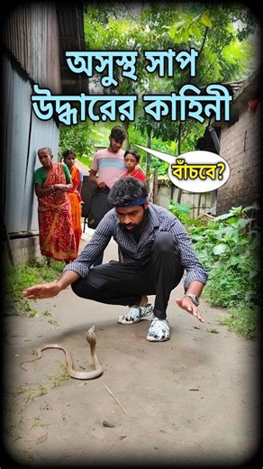 খরিস সাপটি ভীষণ অসুস্থ! বাঁচবে কি? Sick Cobra Rescue #rescue #indiansnake #viral @SnakeSaverBrothers