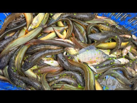 Best Fish Hook For Every Situation - Top Fishing Hooks