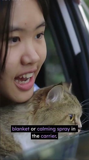 Stress-Free Cat Travel 🚗🐱 How to Travel with Your Cat in the Car #cat #cathacks #catproblems
