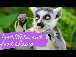 FOOD CHAINS AND FOOD WEBS | ENVIRONMENTAL SCIENCE GRADE 7 SECOND QUARTER