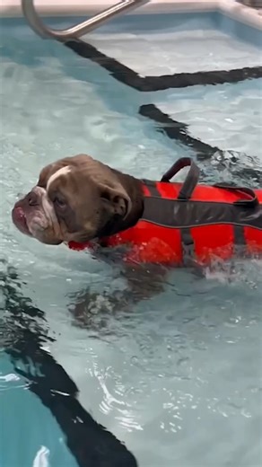 A dog undergoing aquatic therapy. Learn more about the different treatments for muscle pain and discomfort: https://go.navc.com/3UBF2sZ | Today's Veterinary Nurse