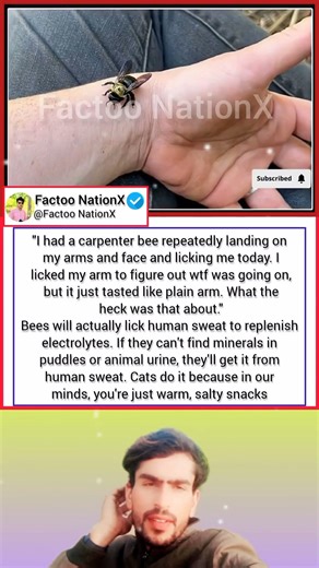 Why Was a Carpenter Bee Licking Me? The Surprising Science Explained