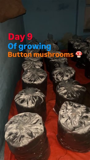 Mush Culture | Day 9: The Mycelium is taking over! 🍄✨ From placing the bags to seeing that beautiful white mycelium run, the progress has been... | Instagram
