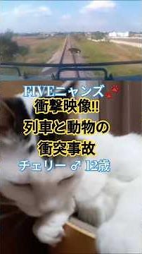 【閲覧注意】『衝撃映像 !! 列車と動物の衝突事故！線路を横断する動物たち…』FIVEニャンズ🐾 #おすすめ #shorts #動物事故