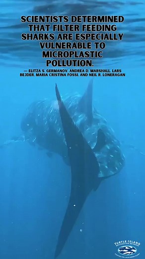 Filter feeding sharks, like whale sharks, are threatened by plastic pollution ⁣⁣#PlasticFreeJuly #sharkweek | Turtle Island Restoration Network | Facebook