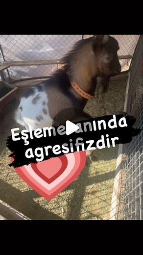 Cüce Keçi Antalya on Instagram: "@cucekeci_antalya"