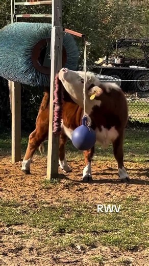 Proof That COWS LOVE LIFE 🐄💃 #shorts