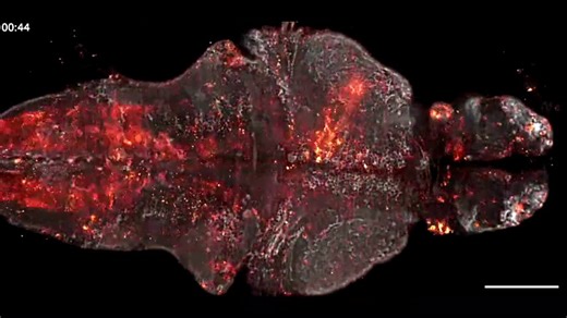 New biosensor illuminates physiological signals in living animals