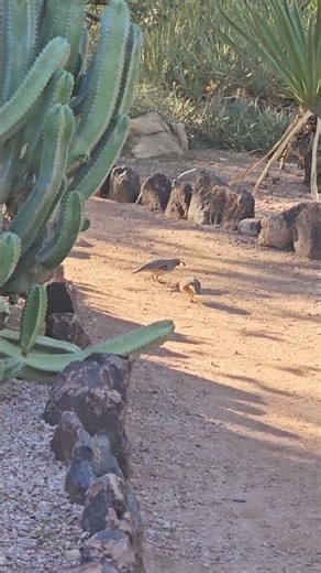 Gambel's Quail