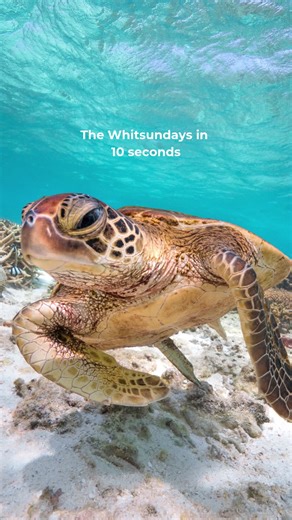The Whitsundays are basically Australia showing off 😍🌴 An iconic region made up of 74 tropical islands, including Hamilton Island, Hayman Island, Daydream Island, and Whitsunday Island (home to Whitehaven Beach 🤍). Have you been to the Whitsundays? #travel #travelonline #holiday #getaway #escape #whitsundays