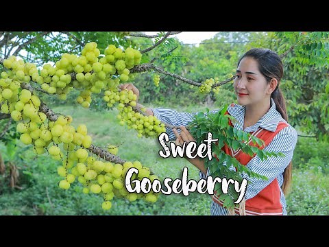 Pick fresh sweet gooseberry for making recipe | Sweet Gooseberry spicy cooking | Fresh fruit