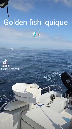 Golden Fish Iquique on TikTok