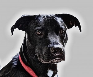 Are Invisible Dog Fence Collars Interchangeable? (PetSafe, Extreme, Sport Dog, And More!) - [2025]