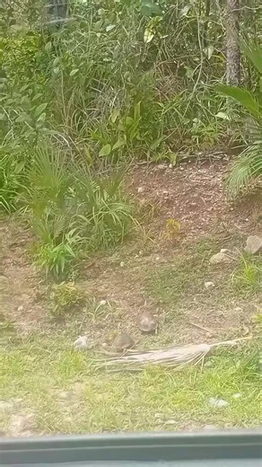Well, he's a bit late for Valentine's Day, but this male Furrowed Wood Turtle (aka #blackbelly turtle) is in hot pursuit of a lovely female. The turtles have been few and far between lately, but the recent rains have these 2 on the move! #sfsbelize #savannafieldstation #furrowedwoodturtle #belizewildlife