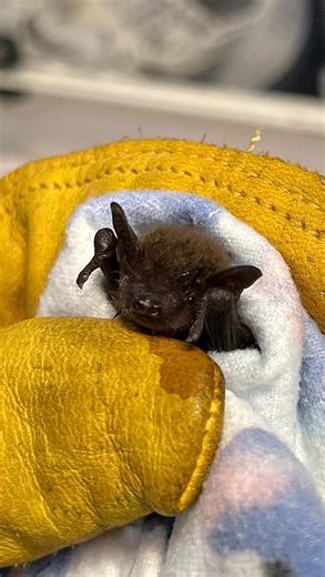 Our tiniest patient is this little brown bat! 🦇 Here it is finishing up a meal made of it’s natural diet— bugs. At St Francis Wildlife we supply all of our insectivores with live mealworms, which can be pricey, but it is so worth it to these little bug lovers. | St. Francis Wildlife Association