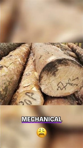 Wood's Secrets Revealed: Texture, Resistance, and Hidden Uses! #shorts
