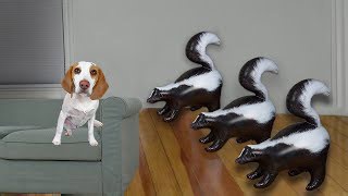 Puppy vs skunk invasion prank cute Indie freaks out hilariously