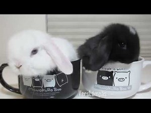 Aranyos locsolóversek, Húsvéti versek, locsolóversek, húsvéti zenék, húsvéti locsolóversek, nyuszi