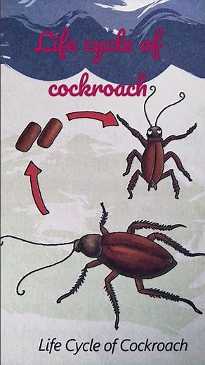 Life cycle of cockroach
