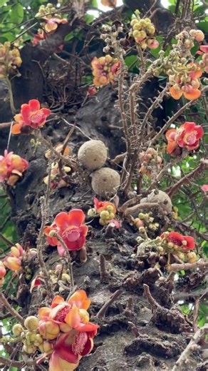 This Tree Grows Flowers & Cannonballs At The Same Time 🤯 | Cannonball Tree