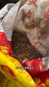 13K views · 670 reactions | Ophiopogon japonicus is called “thirst-quenching fruit” in our area. What do you call it in your region? #mountainGoods | Hen Hara | Facebook