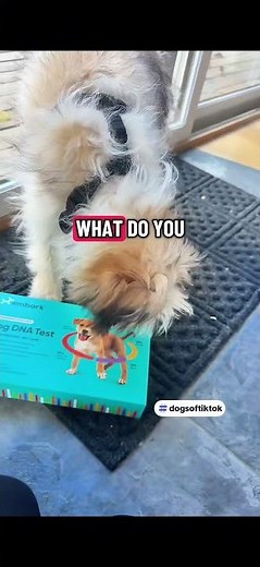 Embark Breed & Health Kit - Dog DNA Testing Kit - Discover Breed, Ancestry, Relative Finder