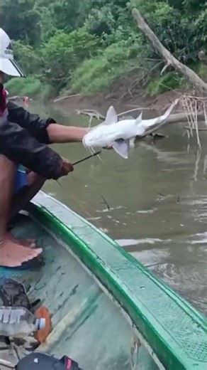 ikan ini baung ternyata
