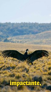 963K views · 10K reactions | Una curiosidad del Condor andino #animals #reelsfbシ #reelsfacebook #facebookreel | Curiosidades del mundo animal | Facebook