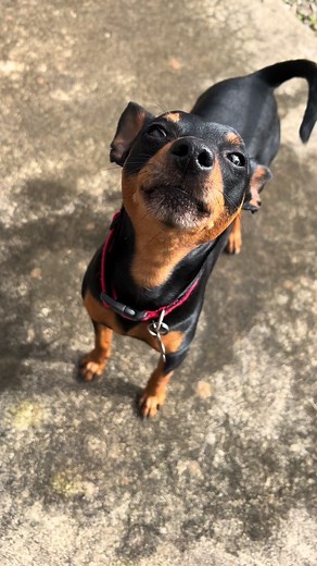 Let’s bark 🐶🦮😂 Miniature Pinscher likes to bark 🐶😊 #dogsoftiktok #miniaturepinscher #minpin #pinscher #funnydog #fyp #dogbarking