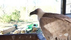 NFWC home to rare Griffon Vulture, one of three left in the United States