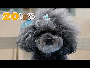 "She Is A Poodle" Music Video | Dog Videos for Kids | 20 Dogs