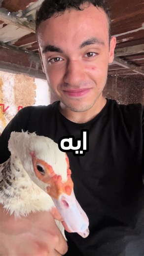 تربية البط البلدي: خطوات نجاح تربية البط في المنزل