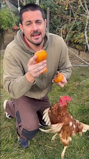 Why give fruit to chickens? Health, energy, and better egg production 🐔🍎🥚