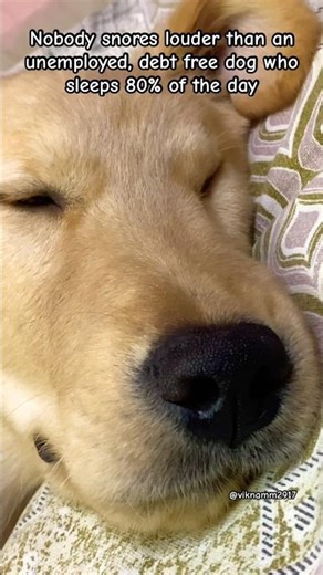 “Nobody Snores Louder Than an Unemployed, Debt-Free Dog 😂🐶 | Dog Life Goals”