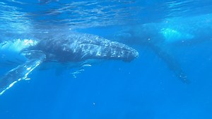 12K views · 677 reactions | "They're right under the boat!"  | Back 2 Basics Adventures | Facebook