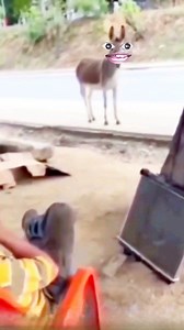 Funny Donkey Reaction 😂 | 7rivedi