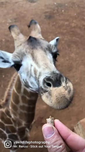5.5K views · 388 reactions | Did you ever feed a giraffe? How about kiss one? You can do both at the giraffe center in Nairobi, Kenya. If you'd like to join us on an African safari, 2023 calendars or inquire regarding prints, email us at YSWildlifePhotography@gmail.com or click on the link in my profile. #giraffe #giraffes #safari #kenya #funnyvideos #wildlifephotographer #wildlifephotography #wildlife #nature #animals | YS Wildlife Photography | Facebook