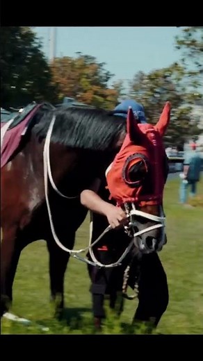 ¿Cuál es el caballo más bonito? Mira esto 👀🐎