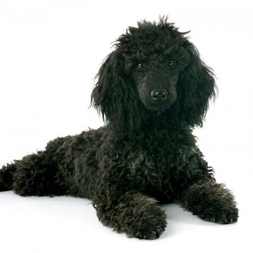 Poodle Pros and Cons: Is The Poodle Perfect For You? - World of Dogz