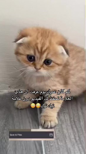 Charming Fluffy Kitten Captivates with Curious Eyes