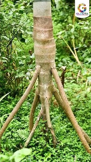 OMG 😱This Tree Can Walk | Interesting Facts About Walking Tree 🌴 | Socratea Exorrhiza | #shorts