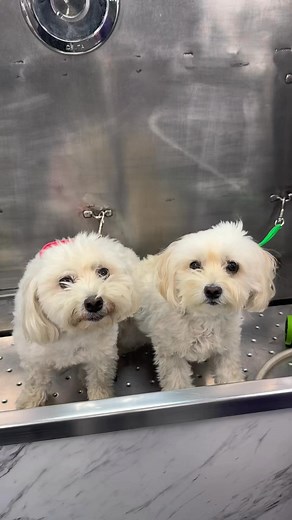Abbey and Ruby’s spa day 🫧 #doggrooming #mobile #maltipoo #Maryland #MobileDogGrooming | Bubble Puppies Mobile Dog Grooming